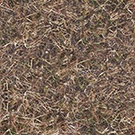 Dry Grass Ground