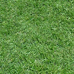 grass