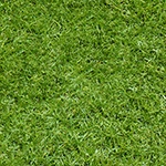 grass