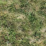 ground grass