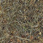 dry grass