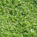 ivy leaves